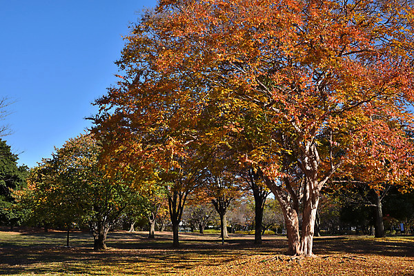 포토 JPG 주간 나무 식물 계절 공원 단풍 자연 풍경 사람없음 야외 가을풍경 가을 국내포토 자연요소 공공시설 잎 생태계 파일형식 가을_계절