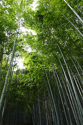 포토 JPG 주간 나무 식물 로우앵글 컬러 자연 풍경 사람없음 야외 초록색 숲 대나무 대나무숲 국내포토 자연요소 뷰포인트 생태계 파일형식