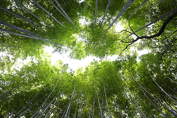 포토 JPG 주간 나무 식물 로우앵글 컬러 자연 풍경 사람없음 야외 초록색 숲 대나무 대나무숲 국내포토 자연요소 뷰포인트 생태계 파일형식