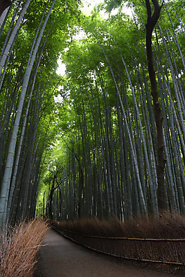포토 JPG 주간 나무 식물 길 컬러 자연 풍경 사람없음 야외 초록색 산책로 숲 대나무 숲길 대나무숲 국내포토 자연요소 생태계 파일형식