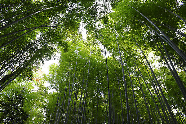 포토 JPG 주간 나무 식물 컬러 자연 풍경 사람없음 야외 초록색 숲 대나무 대나무숲 국내포토 자연요소 생태계 파일형식