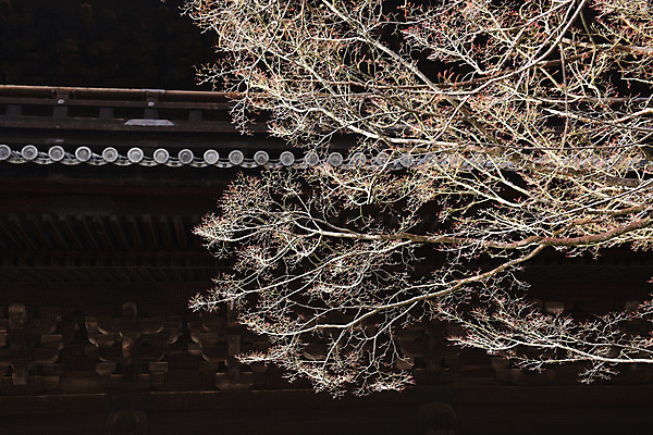 포토 JPG 주간 나무 식물 해외풍경 건축물 아시아 종교 전통문화 일본문화 종교시설 풍경 사람없음 야외 일본 동양건축 나뭇가지 사찰 일본전통 처마 일본건축 국내포토 자연요소 동양문화 전통 해외 건축 나라 문화 외국문화 종교건축 시설 파일형식 동양