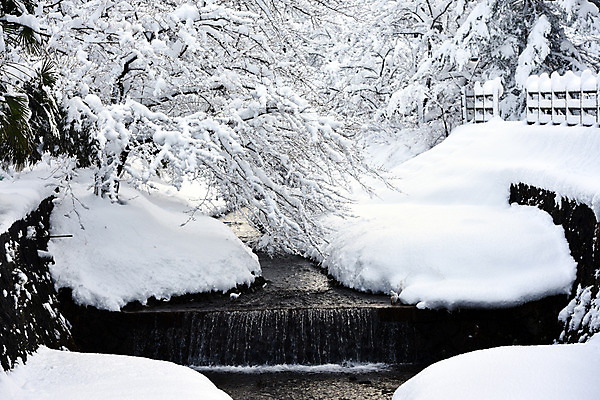 포토 JPG 주간 나무 식물 계절 겨울 난간 자연 풍경 사람없음 야외 강 눈 수로 겨울풍경 국내포토 자연요소 날씨 생태계 파일형식