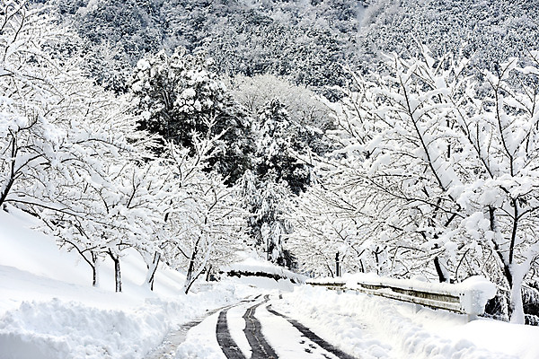 포토 JPG 주간 나무 식물 계절 도로 겨울 자연 풍경 사람없음 야외 눈 숲 겨울풍경 국내포토 자연요소 길 교통시설 날씨 생태계 파일형식