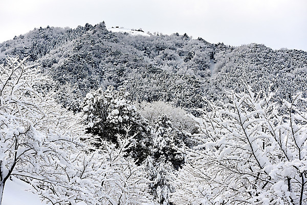 포토 JPG 주간 나무 식물 계절 겨울 자연 산 풍경 사람없음 야외 눈 숲 겨울풍경 국내포토 자연요소 날씨 생태계 파일형식