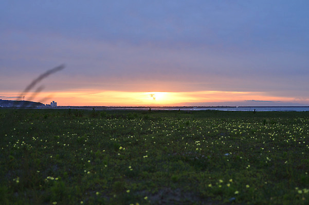 포토 JPG 주간 식물 구름 꽃 자연현상 자연 하늘 풍경 초원 사람없음 야외 태양 노을 국내포토 자연요소 생태계 파일형식