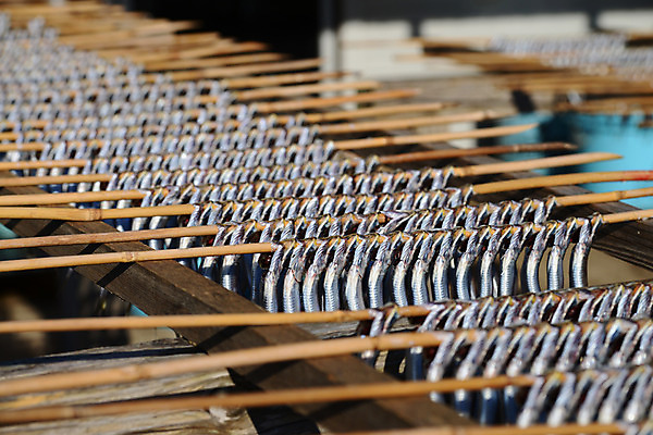 포토 JPG 주간 식재료 건조 어류 사람없음 야외 아웃포커스 막대기 해산물 건어물 건조대 국내포토 자연요소 촬영기법 수중동물 파일형식