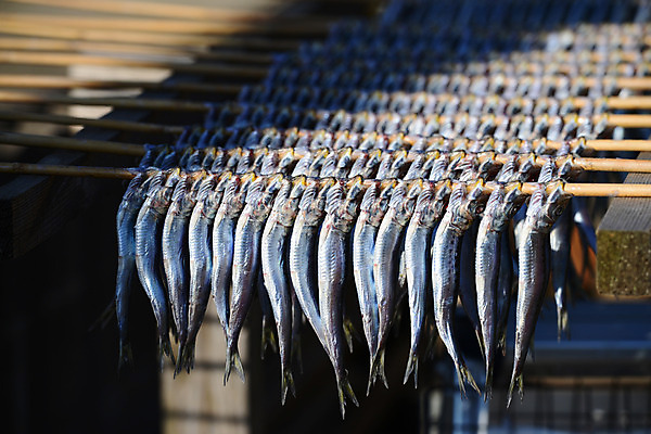 포토 JPG 주간 식재료 건조 그림자 어류 사람없음 야외 아웃포커스 막대기 해산물 건어물 건조대 국내포토 자연요소 촬영기법 수중동물 파일형식