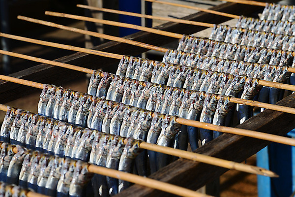 포토 JPG 주간 음식 식재료 건조 어류 사람없음 야외 막대기 해산물 건어물 건조대 국내포토 자연요소 수중동물 파일형식