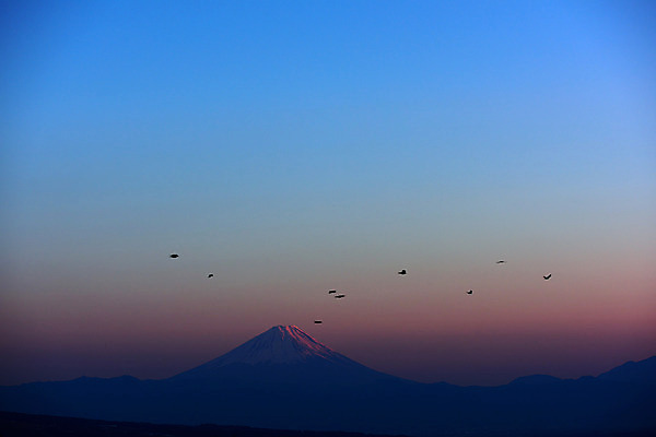 포토 JPG 주간 동물 해외풍경 아시아 여러마리 자연현상 자연 조류 하늘 산 풍경 사람없음 야외 노을 일본 일몰 눈 후지산 국내포토 자연요소 해외 나라 다수 날씨 세계문화유산 생태계 파일형식