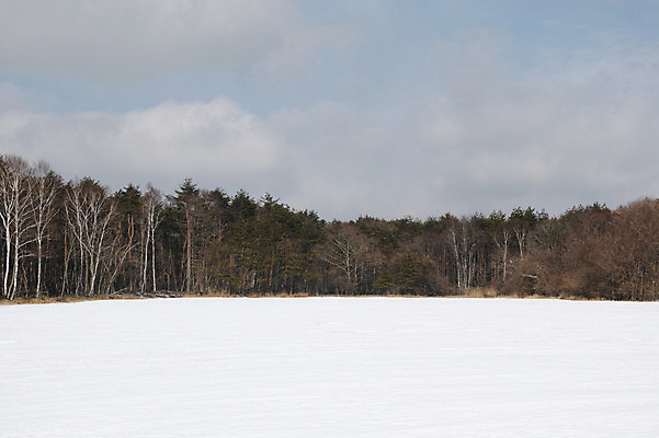 포토 JPG 주간 나무 식물 구름 계절 겨울 자연 하늘 풍경 사람없음 야외 설원 눈 숲 겨울풍경 국내포토 자연요소 날씨 눈_날씨 생태계 파일형식