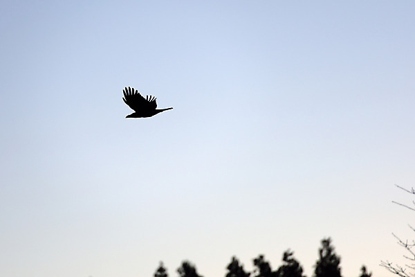 포토 JPG 주간 나무 식물 동물 한마리 야생동물 자연 조류 사람없음 야외 비행 까마귀 국내포토 자연요소 1 생태계 파일형식