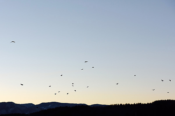 포토 JPG 주간 동물 실루엣 야생동물 여러마리 자연 조류 하늘 산 풍경 사람없음 야외 노을 까마귀 국내포토 자연요소 다수 촬영기법 생태계 파일형식