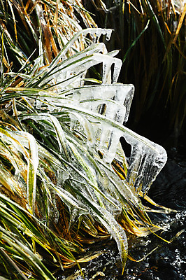 포토 JPG 주간 식물 계절 겨울 자연 풍경 사람없음 야외 얼음 풀 고드름 겨울풍경 국내포토 자연요소 생태계 파일형식