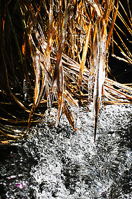 포토 JPG 주간 식물 계절 겨울 자연 풍경 사람없음 야외 얼음 풀 겨울풍경 국내포토 자연요소 생태계 파일형식