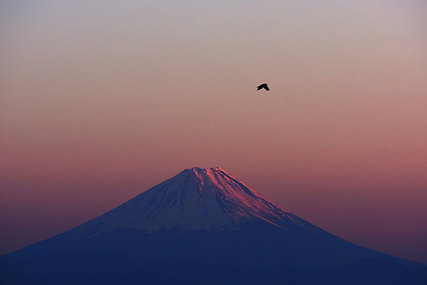 포토 JPG 동물 해외풍경 아시아 자연현상 자연 조류 하늘 산 풍경 사람없음 야외 노을 일본 일몰 눈 후지산 국내포토 자연요소 해외 나라 날씨 세계문화유산 생태계 파일형식