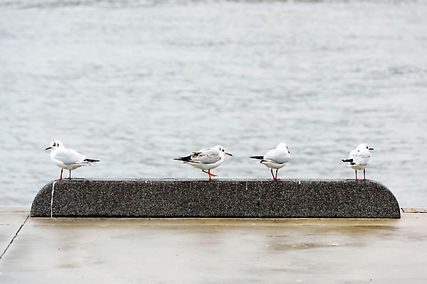 포토 JPG 주간 동물 야생동물 바다 여러마리 자연 갈매기 조류 사람없음 야외 아웃포커스 항구 국내포토 자연요소 다수 교통시설 촬영기법 생태계 파일형식
