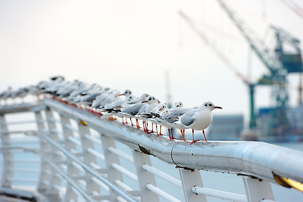 포토 JPG 주간 동물 야생동물 바다 여러마리 난간 자연 갈매기 조류 앉기 사람없음 야외 아웃포커스 항구 국내포토 자연요소 다수 교통시설 모션 촬영기법 생태계 파일형식
