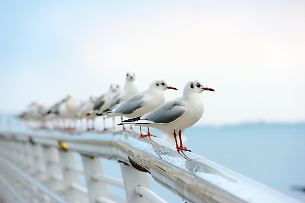 포토 JPG 주간 동물 야생동물 바다 여러마리 난간 자연 갈매기 조류 앉기 사람없음 야외 아웃포커스 국내포토 자연요소 다수 모션 촬영기법 생태계 파일형식