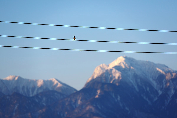 포토 JPG 주간 동물 한마리 계절 겨울 자연 조류 하늘 산 풍경 사람없음 야외 아웃포커스 전선 눈 겨울풍경 국내포토 자연요소 1 날씨 촬영기법 생태계 파일형식