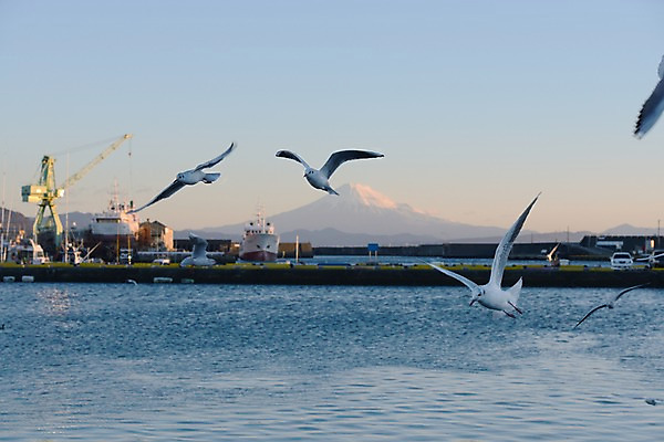 포토 JPG 주간 동물 바다 여러마리 자연 갈매기 조류 하늘 산 풍경 사람없음 야외 항구 비행 기중기 선박 국내포토 자연요소 다수 수상교통 교통시설 중장비 생태계 파일형식