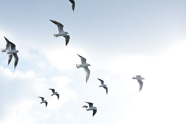 포토 JPG 주간 동물 구름 야생동물 바다 여러마리 갈매기 조류 하늘 사람없음 야외 비행 국내포토 자연요소 다수 파일형식