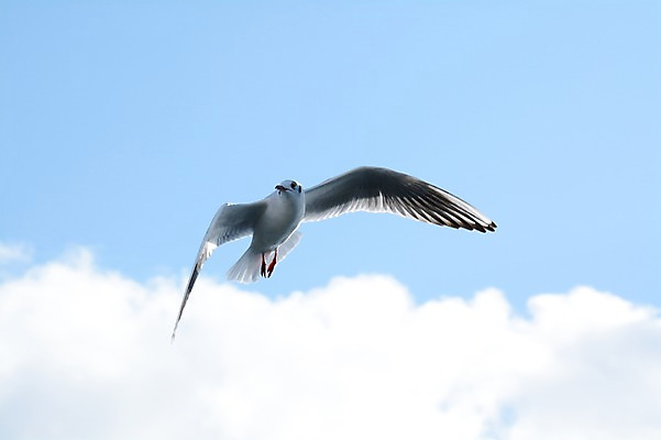 포토 JPG 주간 동물 구름 한마리 야생동물 바다 갈매기 조류 하늘 사람없음 야외 비행 국내포토 자연요소 1 파일형식
