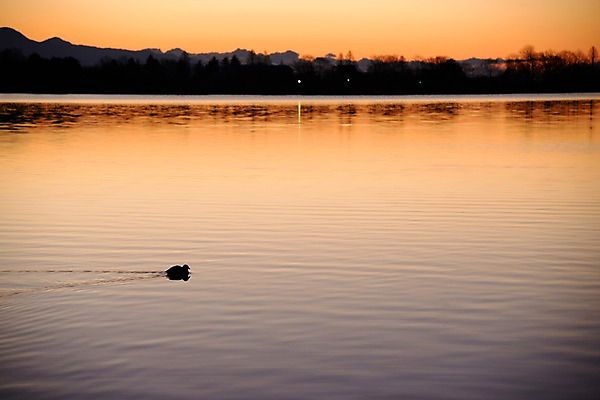 포토 JPG 주간 동물 한마리 실루엣 호수 자연현상 자연 조류 풍경 사람없음 야외 강 일출 노을 국내포토 자연요소 1 촬영기법 생태계 파일형식