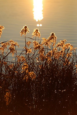 포토 JPG 식물 호수 자연현상 자연 풍경 사람없음 야외 강 태양 일출 노을 풀 국내포토 자연요소 생태계 파일형식