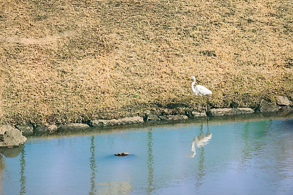 포토 JPG 주간 동물 한마리 야생동물 자연 조류 풍경 사람없음 야외 강 학 강가 왜가리 국내포토 자연요소 1 생태계 파일형식