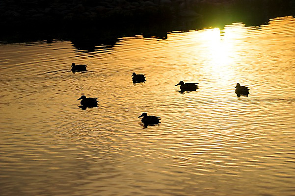 포토 JPG 동물 실루엣 여러마리 자연현상 자연 조류 오리 풍경 사람없음 야외 물 강 햇빛 노을 일몰 국내포토 자연요소 다수 촬영기법 태양 생태계 파일형식
