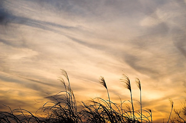 포토 JPG 식물 구름 계절 자연현상 자연 하늘 갈대 풍경 사람없음 야외 노을 가을풍경 일몰 가을 풀 국내포토 자연요소 생태계 파일형식 가을_계절