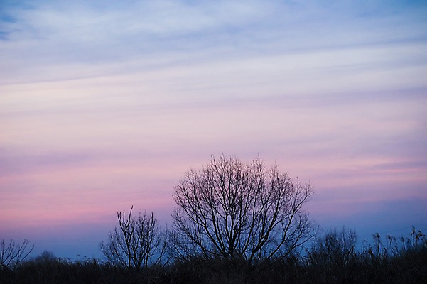 포토 JPG 주간 나무 식물 구름 자연현상 자연 하늘 풍경 사람없음 야외 노을 일몰 국내포토 자연요소 생태계 파일형식