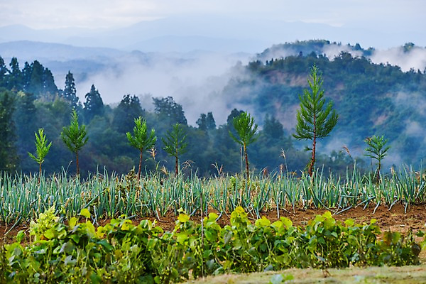 포토 JPG 주간 나무 식물 밭 채소 자연 산 풍경 사람없음 야외 농작물 농경지 안개 숲 파 국내포토 자연요소 농업 날씨 농장 생태계 파일형식