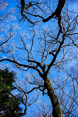 포토 JPG 주간 나무 식물 로우앵글 자연 하늘 풍경 사람없음 야외 나뭇가지 국내포토 자연요소 뷰포인트 생태계 파일형식