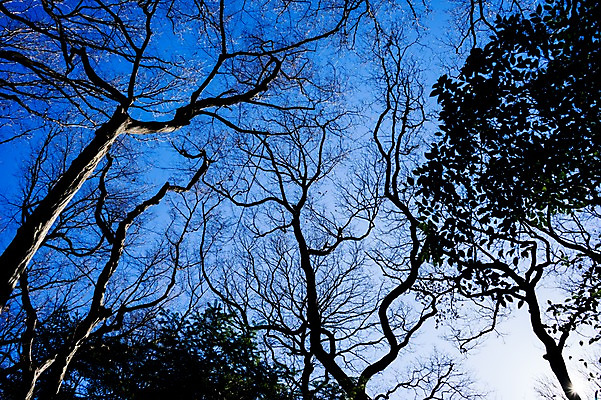 포토 JPG 주간 나무 식물 실루엣 로우앵글 자연 하늘 풍경 사람없음 야외 국내포토 자연요소 뷰포인트 촬영기법 생태계 파일형식