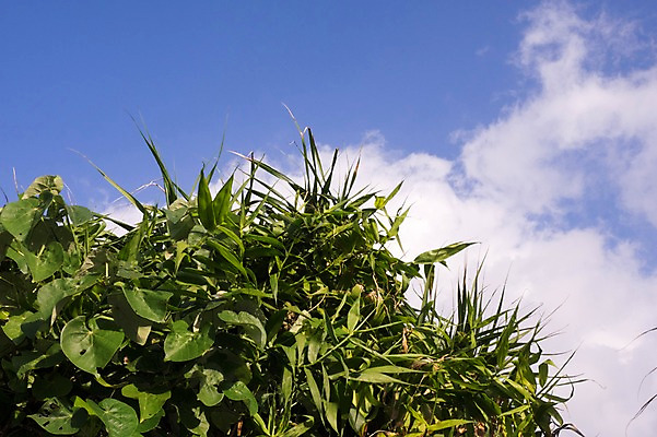 포토 JPG 주간 식물 구름 잎 자연 하늘 풍경 사람없음 야외 맑음 풀 국내포토 자연요소 날씨 생태계 파일형식
