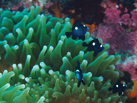 포토 JPG 동물 바다 여러마리 자연 어류 풍경 사람없음 수중 바다동물 산호 수중사진 국내포토 다수 수중동물 자포동물 생태계 파일형식