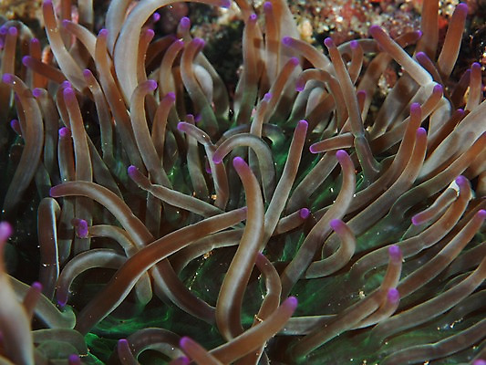 포토 JPG 동물 바다 자연 풍경 근접촬영 사람없음 수중 바다동물 산호 수중사진 국내포토 뷰포인트 수중동물 자포동물 생태계 파일형식