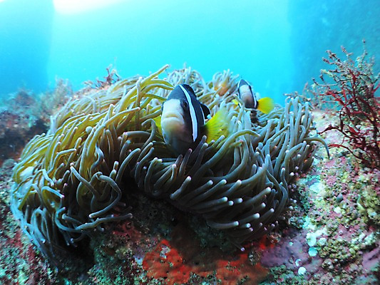 포토 JPG 동물 바다 두마리 자연 어류 풍경 사람없음 수중 바다동물 산호 열대어 수중사진 국내포토 2 수중동물 자포동물 생태계 파일형식
