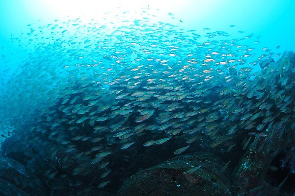 포토 JPG 동물 바다 다수 여러마리 자연 어류 풍경 사람없음 수중 바다동물 타이어 수중사진 국내포토 수중동물 생태계 파일형식