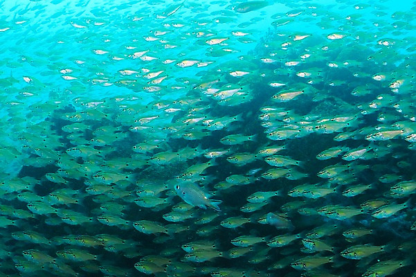 포토 JPG 동물 바다 다수 여러마리 자연 어류 풍경 사람없음 수중 바다동물 수중사진 국내포토 수중동물 생태계 파일형식