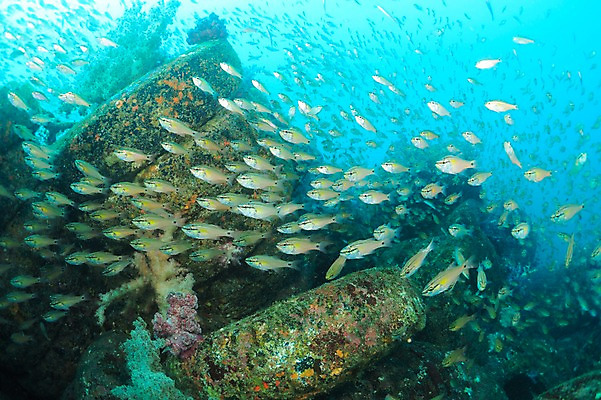 포토 JPG 동물 바다 다수 여러마리 자연 어류 이끼 풍경 사람없음 수중 바다동물 산호 타이어 수중사진 국내포토 수중동물 자포동물 생태계 파일형식