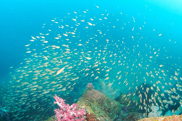 포토 JPG 동물 바다 다수 여러마리 자연 어류 풍경 사람없음 수중 바다동물 산호 수중사진 국내포토 수중동물 자포동물 생태계 파일형식