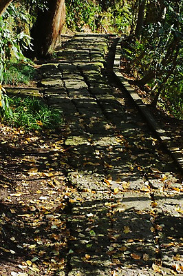 포토 JPG 주간 나무 식물 길 낙엽 자연 그림자 풍경 사람없음 야외 산책로 숲 숲길 산길 국내포토 자연요소 잎 생태계 파일형식