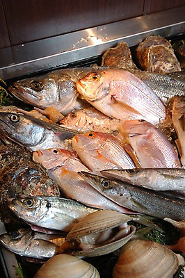 포토 JPG 식재료 조개 어패류 어류 사람없음 굴 가득함 해산물 고등어 꽁치 국내포토 동물 수중동물 파일형식