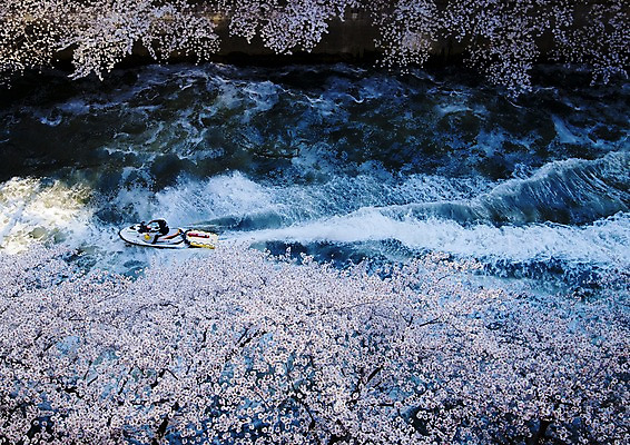 포토 JPG 주간 식물 해외풍경 계절 꽃 아시아 자연 레저 한명 사람 풍경 야외 강 일본 봄풍경 봄 벚꽃 연못 급류 제트스키 수상스키 메구로강 국내포토 자연요소 1 해외 나라 수상스포츠 생태계 파일형식