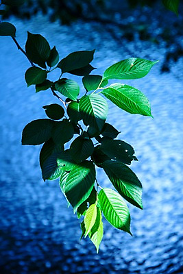 포토 JPG 주간 나무 식물 해외풍경 아시아 잎 자연 나뭇잎 풍경 사람없음 야외 아웃포커스 강 일본 나뭇가지 연못 메구로강 국내포토 자연요소 해외 나라 촬영기법 생태계 파일형식