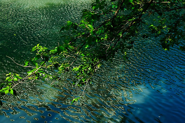 포토 JPG 주간 나무 식물 해외풍경 아시아 잎 자연 나뭇잎 풍경 사람없음 야외 강 일본 나뭇가지 연못 메구로강 국내포토 자연요소 해외 나라 생태계 파일형식