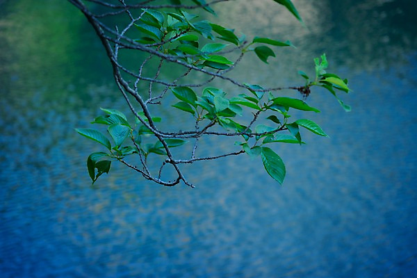 포토 JPG 주간 나무 식물 해외풍경 아시아 잎 자연 나뭇잎 풍경 사람없음 야외 아웃포커스 강 일본 나뭇가지 연못 메구로강 국내포토 자연요소 해외 나라 촬영기법 생태계 파일형식